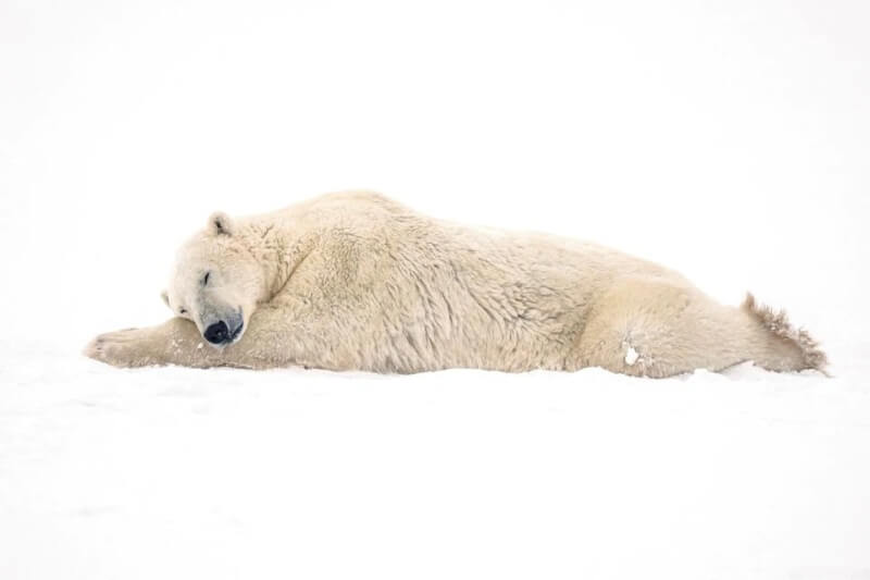 根據加拿大政府本週發布的報告，西哈德遜灣的北極熊數量在短短5年內減少27%。（路透社）
