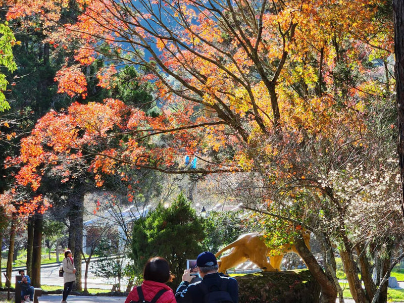 由於近期多次低溫寒流，造成台中市和平區武陵農場楓紅再紅一波，遊客可把握時機欣賞漂亮楓紅。（武陵農場提供）中央社記者郝雪卿傳真 111年12月25日