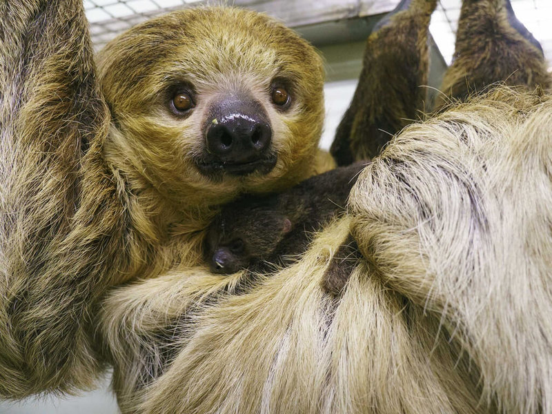 台北市立動物園26日表示，二趾樹獺有新成員誕生，是來自花蓮的「蘇珊」與園內成員「葉橙」配對所產下，寶寶「珊萬」目前頭好壯壯且個性溫馴。（台北市立動物園提供）中央社記者陳昱婷傳真  111年12月26日