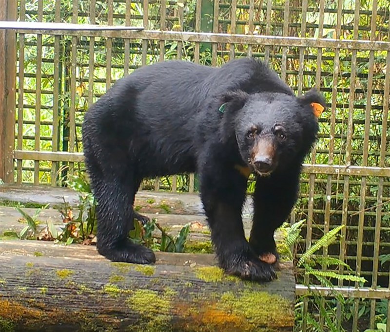 農委會林務局發表「一隻台灣黑熊之死－711/568的人間記事」紀錄片，詳述東卯山黑熊二度中陷阱、救傷後野放，最終返家途中遇害全程。（林務局提供）