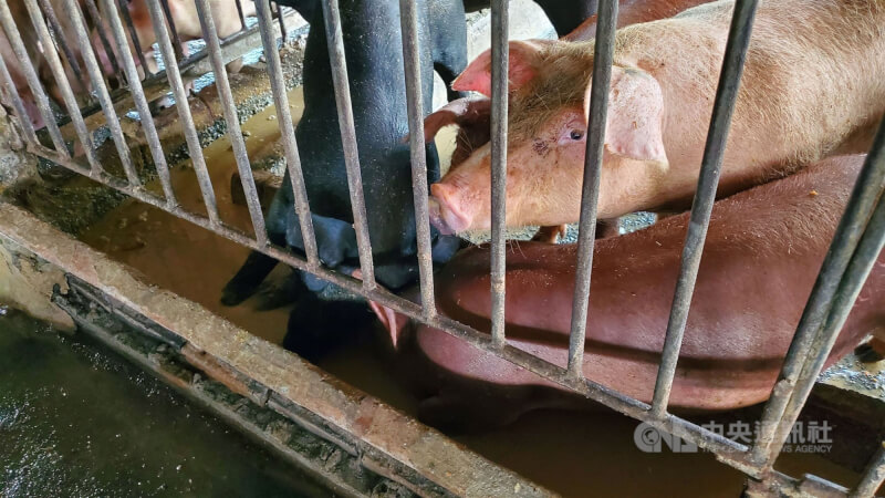 農委會29日表示，針對傳統豬瘟，明年1月將對肉豬小豬拔針，7月全面拔針。（中央社檔案照片）