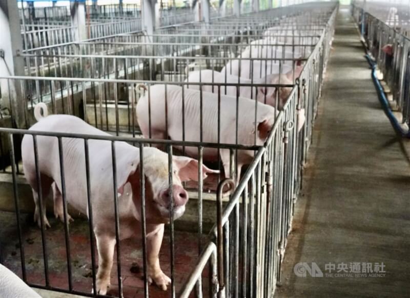 農委會30日宣布日治時代迄今的傳統豬瘟，預計113年下半清除，屆時台灣將成為亞洲唯一的傳統豬瘟非疫區。（中央社檔案照片）