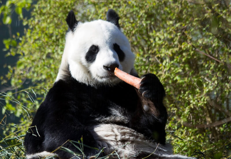 英國蘇格蘭愛丁堡動物園4日表示，大貓熊「陽光」及「甜甜」今年租約到期，將還給中國。圖為大貓熊甜甜。（圖取自facebook.com/EdinburghZoo）