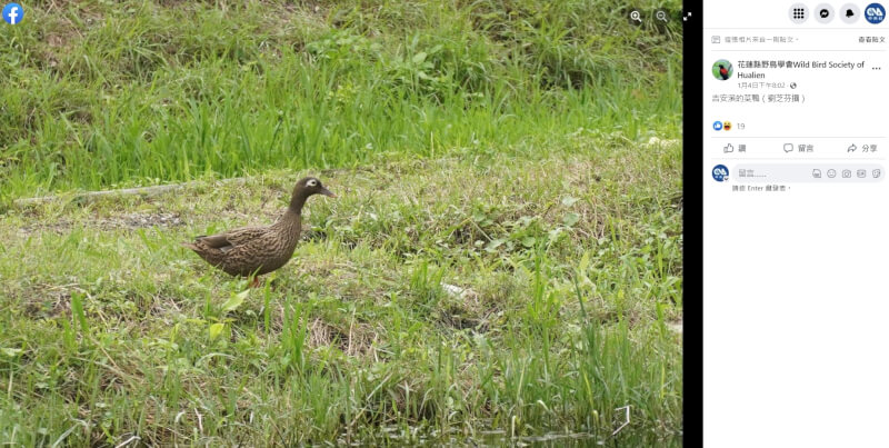 花蓮吉安鄉七腳川溪出現疑似極危物種雷仙島鴨，經花蓮縣野鳥學會查證「特徵不符」，且有飼主出面指是綠頭鴨。（圖取自花蓮縣野鳥學會臉書facebook.com）