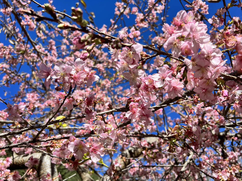受到日前寒流影響，武陵農場櫻花提早盛開，粉紅色的河津櫻搖曳在春風中，十分浪漫，讓許多遊客直呼好美。（武陵農場提供）中央社記者趙麗妍傳真 112年1月8日