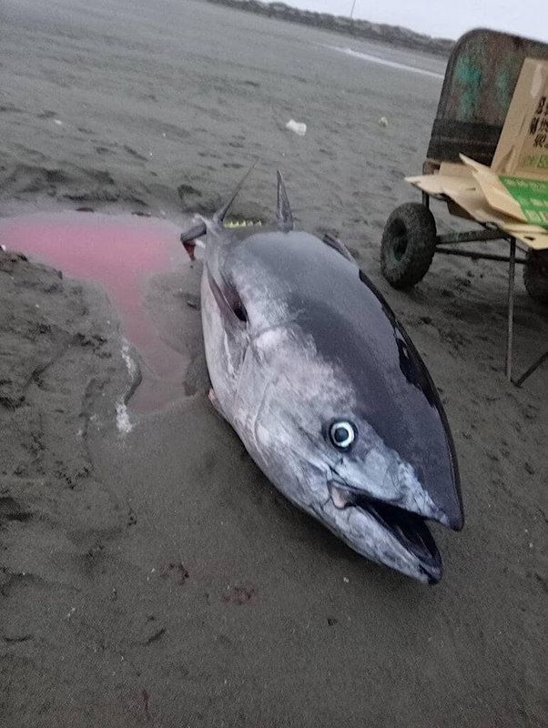 苗栗縣後龍鎮漁民10日巡網發現捕獲1尾重110台斤大魚，一度以為是素有「海中黑金」美譽的黑鮪魚，經漁會檢視照片，認定是黃鰭鮪，在苗栗海域能捕捉到也算罕見。（民眾提供）中央社記者管瑞平傳真  112年1月10日