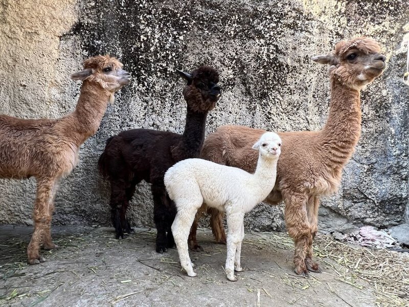 高雄壽山動物園11日起開放農曆春節門票預購，初一到初八每天釋出5000張票，比平常假日增加1000張門票。（高雄市觀光局提供）中央社記者蔡孟妤傳真  112年1月11日