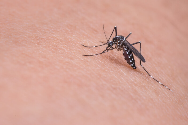 新的研究警告，在亞洲部分地區，傳播登革熱和其他病毒的蚊子已經演化出對殺蟲劑不斷增強的抗藥性。（示意圖／圖取自Pixabay圖庫）