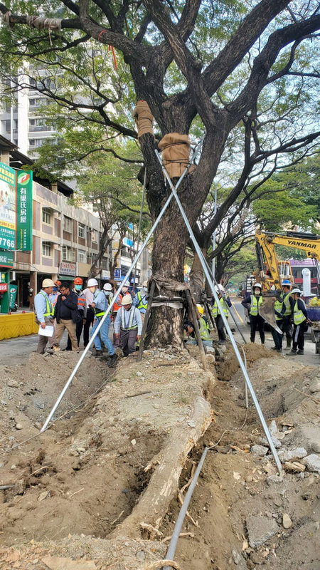 高雄輕軌大順路段牴觸9株雨豆樹，近日展開移植作業，高雄市政府邀請專家到場指導，作為後續作業依循標準。（高雄市捷運局提供）中央社記者蔡孟妤傳真  112年1月12日