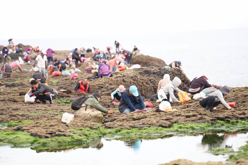 在持續近半個月的低溫寒流，澎湖海域13日難得風平浪靜，澎湖赤崁龍德宮管理委員會趕在年前，開放300多人前往姑婆嶼採挽紫菜。中央社  112年1月13日