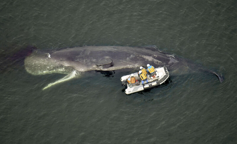 日本大阪灣淀川出海口的迷路鯨魚「淀醬」13日經專家檢查後確認死亡。（共同社）