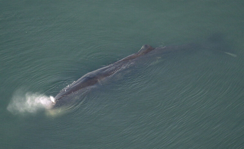 圖為迷路鯨魚「淀醬」9日在大阪灣淀川出海口游泳。（共同社）