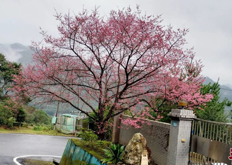 新北市政府綠美化環境景觀處17日表示，新北市境內種植的櫻花種類豐富，其中坪林區因地勢較高，氣溫較低，因此櫻花會比其他地方早開。（新北市景觀處提供）中央社記者王鴻國傳真  112年1月17日