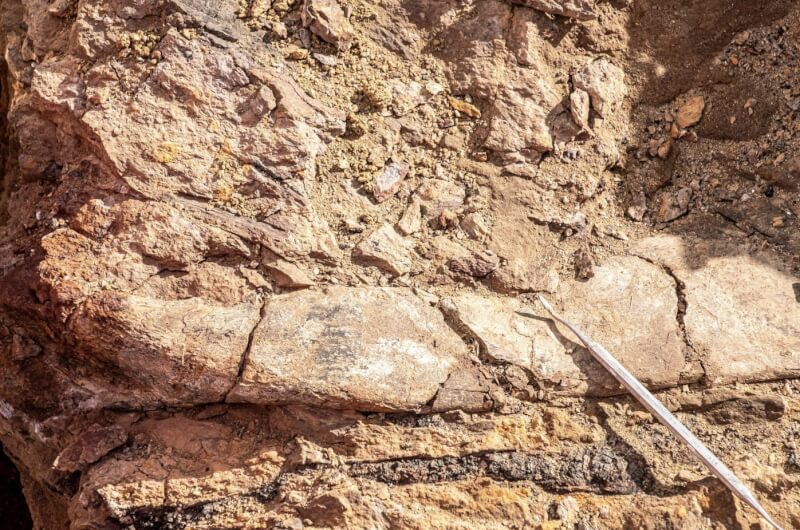 科學家在智利巴塔哥尼亞地區發現大盜龍化石。（智利南極研究所 via 路透社）