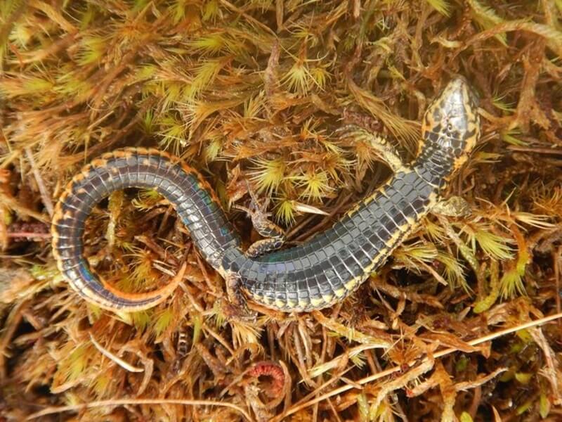 科學家在秘魯東南部庫斯科的自然保護區發現一種新的蜥蜴，這個新物種被命名為Proctoporus titans。（圖取自facebook.com/SERNANPPERU）