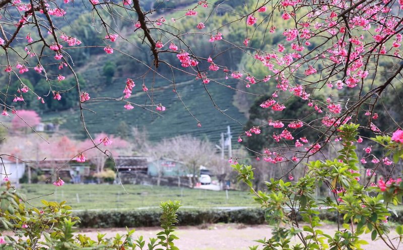 南投縣信義鄉櫻花季將於19日在草坪頭登場，當地種植4000多棵櫻花樹，目前花開2、3成，預估春節期間將有一番美景，鄉公所18日歡迎民眾一同來賞花、泡湯。（南投縣政府提供）中央社記者蕭博陽南投縣傳真  112年1月18日