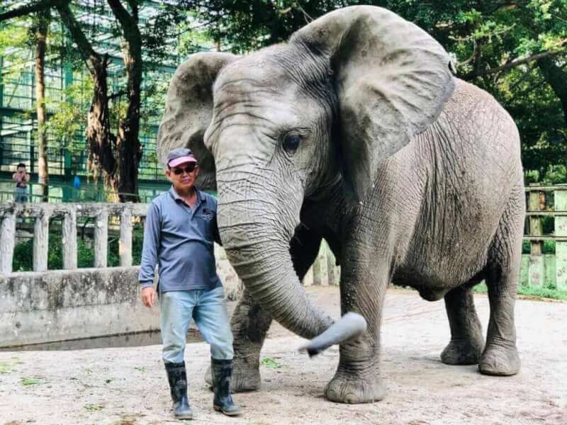 高雄壽山動物園非洲象「阿里」和保育員張永興朝夕相處40年，情同父女。（高雄市觀光局提供）中央社記者蔡孟妤傳真 112年1月21日