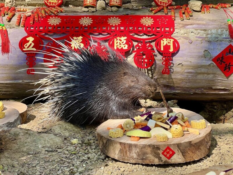 高雄壽山動物園21日為動物準備豪華「圍爐宴」，囓齒目的冠豪豬愛吃甜食、喜歡磨牙，不僅優先食用水果，還把樹幹餐桌變成「磨牙好物」。（壽山動物園提供）中央社記者曾以寧傳真 112年1月21日