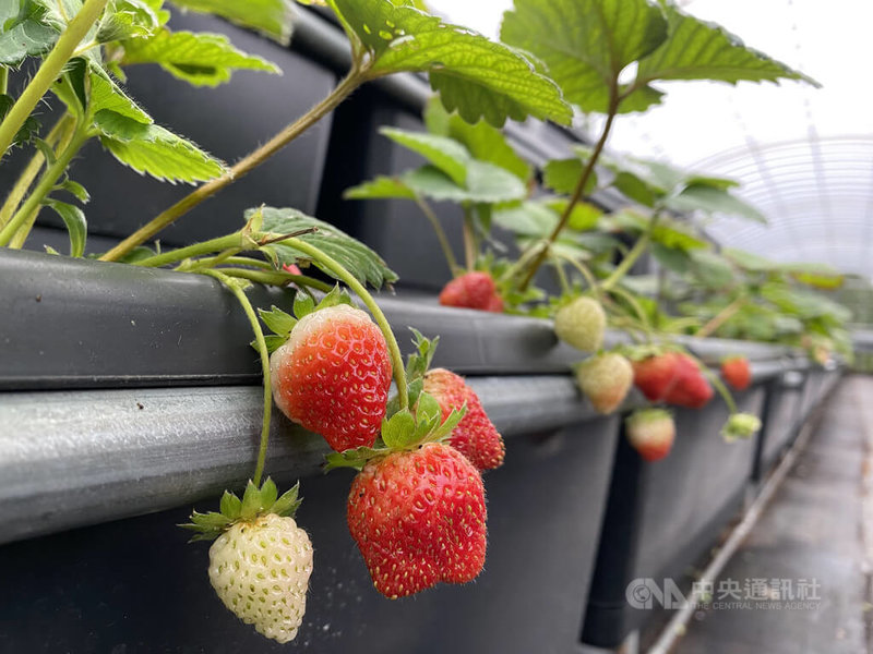 草莓學校占地約3甲，是北部最大的單一綜合草莓園；總經理陳榮坤指出，園區內有15種草莓，採無農藥種植，每年產季為12月到隔年4月，年產量約10噸。中央社記者賴言曦攝  112年1月23日