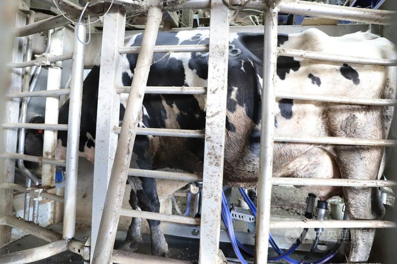 中興大學畜產試驗場採用自動榨乳設備，每隻牛約耗時7分鐘可完成擠乳流程，榨乳過程標準化且符合每頭牛隻擠乳習性，有助乳產量的提升。中央社記者趙麗妍攝  112年1月23日