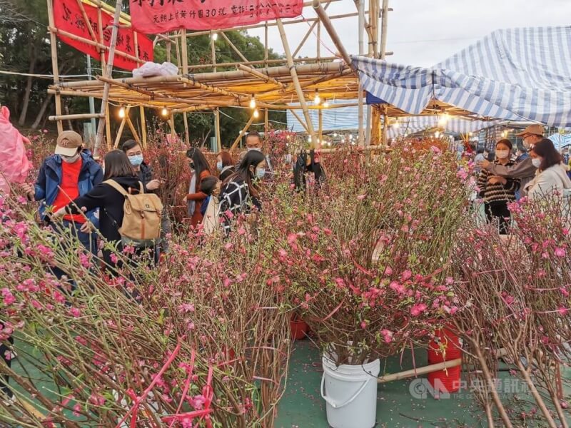 春節臨近，香港社會已基本復常。港人過春節都會派紅包、逛花市，花市銷售的包括桃花（圖）、水仙和劍蘭等傳統應節花朵。中央社記者張謙香港攝 112年1月24日