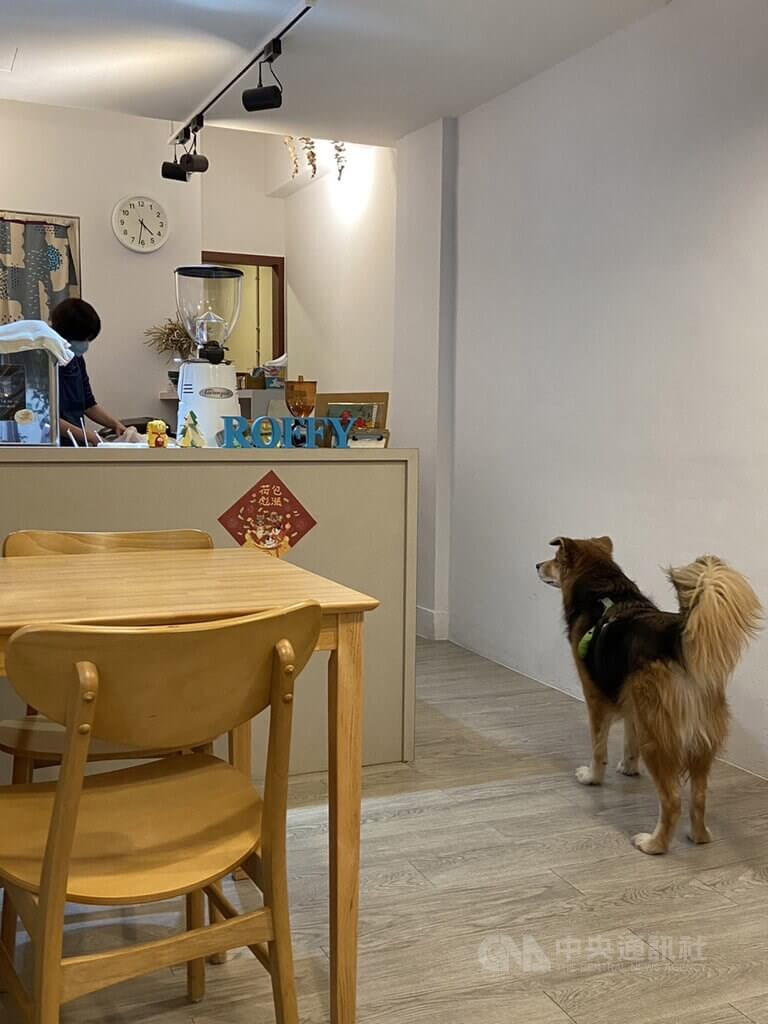 Roffy's cafe位在台北小巨蛋附近巷弄，店主曼達開店時就決定要做寵物友善咖啡廳，讓主人可以出來放鬆，她自己也能跟貓狗玩。中央社記者陳俊華攝 112年1月24日