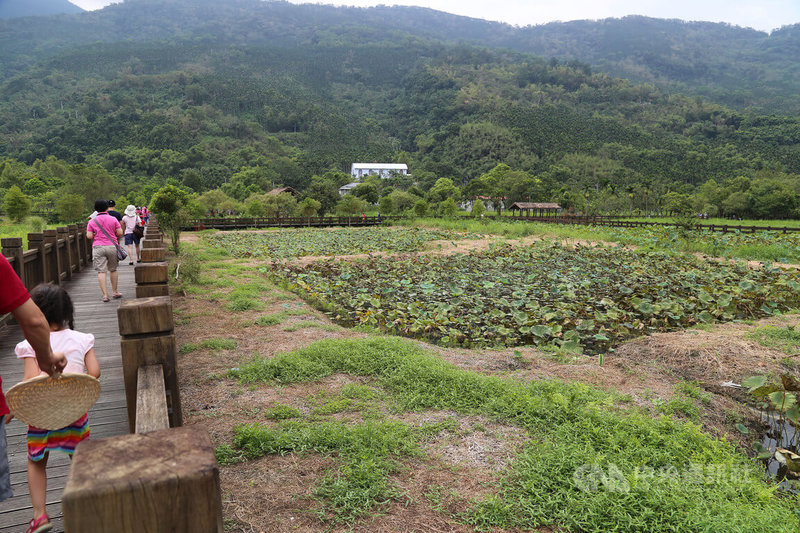 花蓮馬太鞍濕地被劃為國家級濕地範圍約6公頃，屬內陸自然濕地，沼澤地形提供多種特色植物的成長環境，也孕育了充滿生活智慧的原住民文化；具有民風純樸、族群凝聚、休閒資源豐富等條件。中央社記者李先鳳攝 112年1月25日