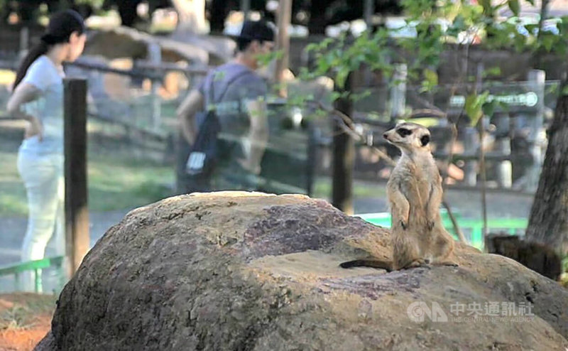 六福村主題遊樂園動物保育員王琦27日說明，狐獴是原生在南非的食肉目群體動物，近年成為新興特殊寵物，一般寵物店販售狐獴雖是從小飼養、對人較親近，但仍屬未馴化動物，若到陌生環境、人潮多處，可能會因緊張而有攻擊行為。前為六福村主題遊樂園的狐獴。中央社記者魯鋼駿攝  112年1月27日