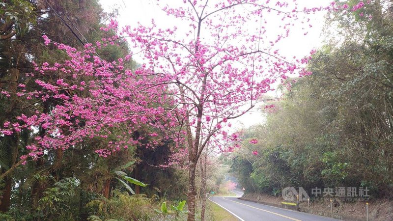 阿里山的緋寒櫻今年花況相當好，阿里山公路（台18線）多處路段都能看到盛開的緋寒櫻。中央社記者蔡智明攝 112年1月30日