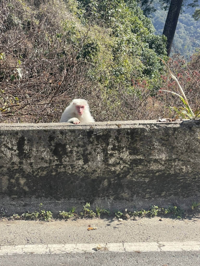 家住台中市梨山地區的陳姓民眾29日在返回工作地途中，於路旁巧遇白猴，獼猴渾身白毛，模樣可愛。（參山國家風景區管理處提供）中央社記者趙麗妍傳真 112年1月30日