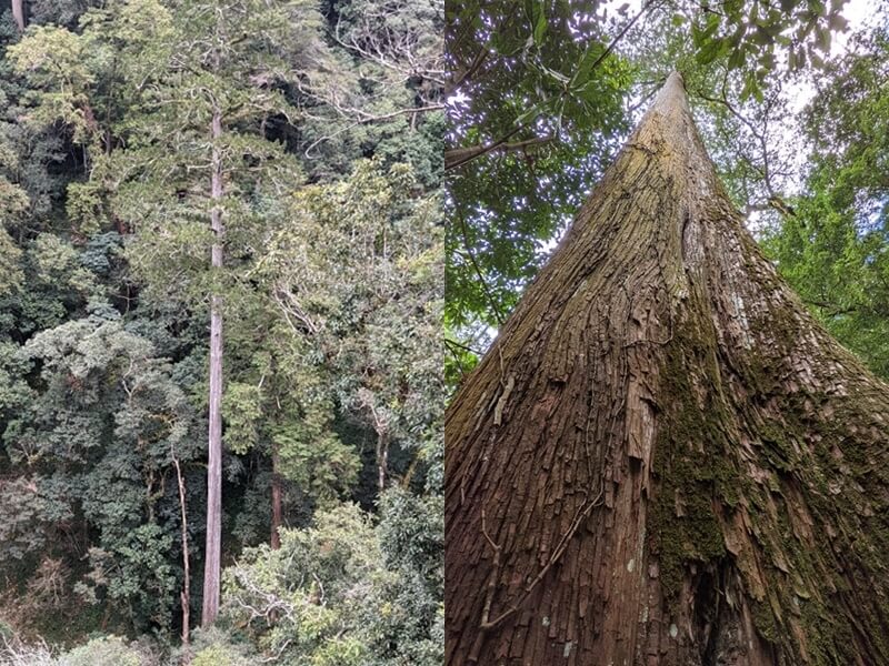 農委會林試所今年農曆年測量大安溪台灣杉巨木，最後確認編號「55214」高度84.1公尺，不僅是台灣第一高，也是東亞第一高。（圖取自facebook.com/TaiwanATG）