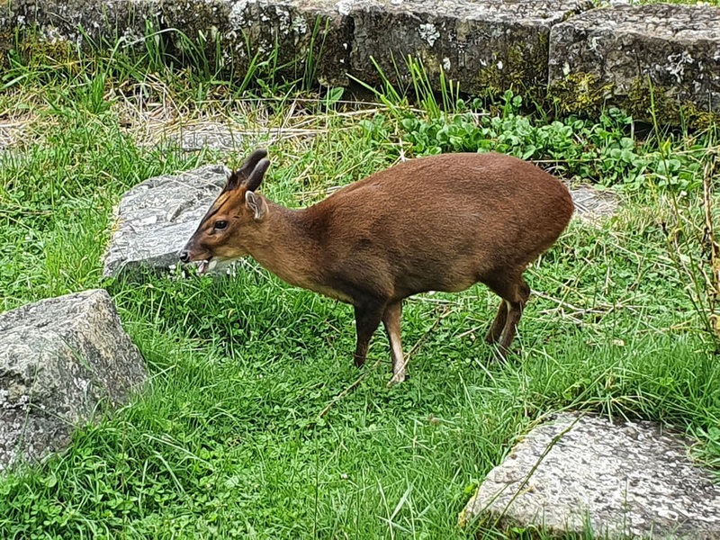 玉山國家公園管理處2月起將在塔塔加遊客中心推出玉山哺乳類動物特展，盼讓遊客更了解這群「動物居民」。圖為出沒在塔塔加地區步道的台灣山羌。（吳萬昌攝，玉管處提供）中央社記者蕭博陽南投縣傳真  112年1月31日