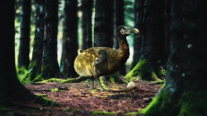「渡渡鳥」（dodo）是種長相奇特且不會飛的鳥類，17世紀末因人類而絕種。（圖取自Colossal生物科學公司網頁colossal.com）