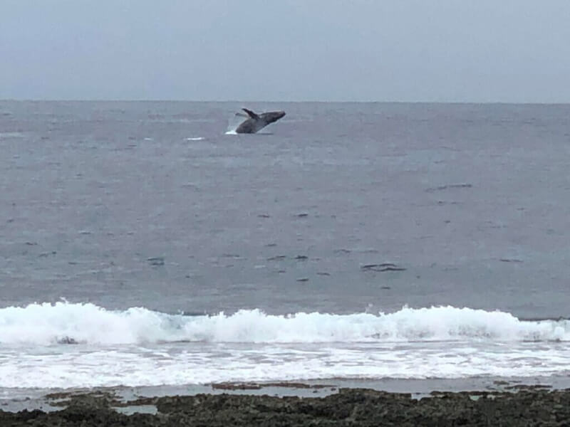 台東蘭嶼野銀部落外海2日下午出現2隻大翅鯨，不時跳出海面，濺出大水花，來自花蓮的遊客拍下，直呼「太幸運」。（李姓遊客提供）中央社記者張祈傳真 112年2月2日