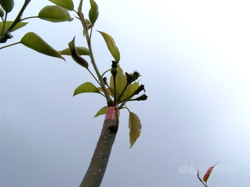 圖為高接梨穗遭寒害導致梨花前端凍傷乾枯無法結果。（中央社檔案照片）
