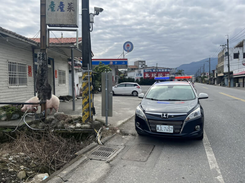 花蓮富里鄉省道台9線286.7公里日前有2隻豬掉落於道路，因往來車流頻繁，恐影響交通；員警獲報到場後了解是載運的貨車未將籠柵關好而掉落，於是引導豬隻至空地。（花蓮縣警察局提供）中央社記者李先鳳傳真 112年2月5日