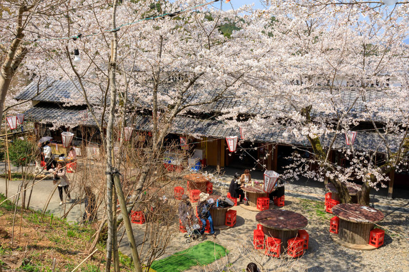 邊境解封後，出國旅遊逐漸恢復常態。日本高知縣內的牧野公園是日本賞櫻百選地之一。（高知縣國際觀光課提供）中央社記者余曉涵傳真 112年2月5日