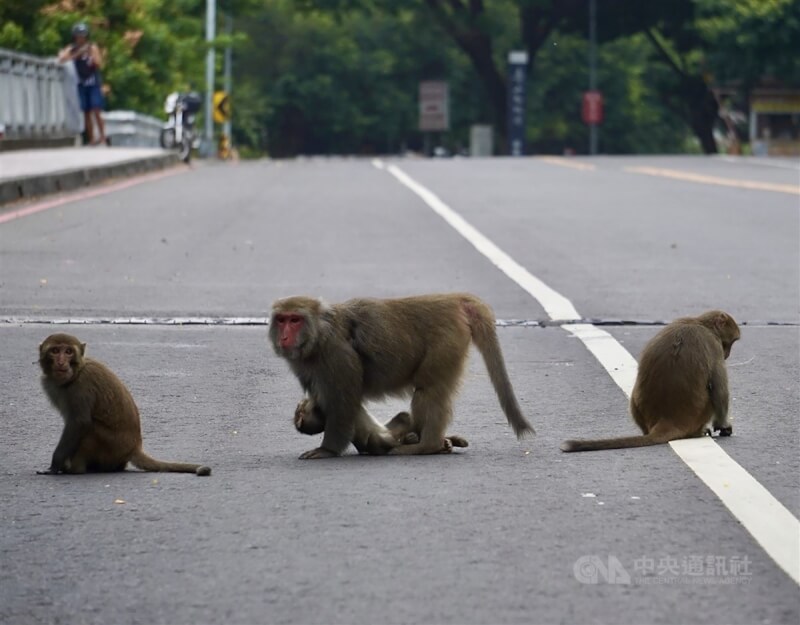 圖為高雄壽山國家自然公園內的台灣獼猴。（中央社檔案照片）