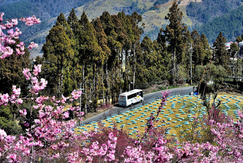 武陵農場櫻花季7日起登場，欲上山賞花的民眾可以搭乘公車前往。（台中市政府交通局提供）中央社記者郝雪卿傳真  112年2月7日