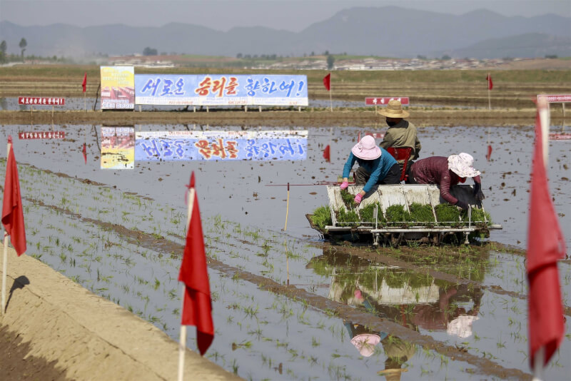 北韓近幾年受到糧食短缺、洪災與颱風等自然災害衝擊。圖為2022年5月9日北韓南浦江西郡的農民使用水稻插秧機。（美聯社）