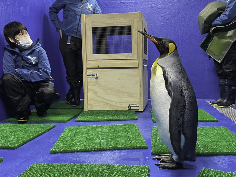 台北市立動物園國王企鵝族群年齡層偏大，因此派最年輕的雌性個體「嘟胖」赴桃園Xpark借殖。（Xpark提供）中央社記者陳昱婷傳真 112年2月8日