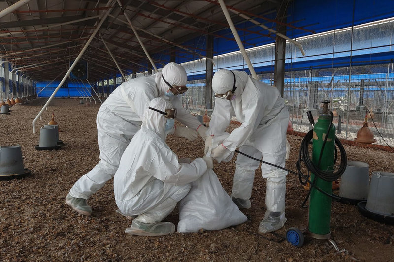 台南市政府農業局8日公布官田區一處養雞場確診為H5N 1亞型高病原性禽流感，已由動物防疫保護處人員完成撲殺。（台南市農業局提供）中央社記者楊思瑞台南傳真  112年2月8日