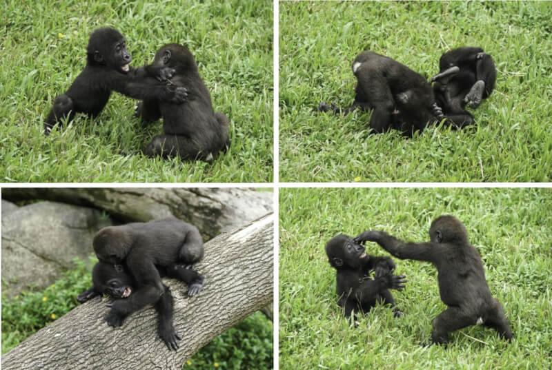 台北市立動物園金剛猩猩家族中的兄弟檔Jabali和Ringo喜歡打打鬧鬧，可愛模樣深受喜愛。（台北市立動物園提供）中央社記者陳怡璇傳真 112年2月10日