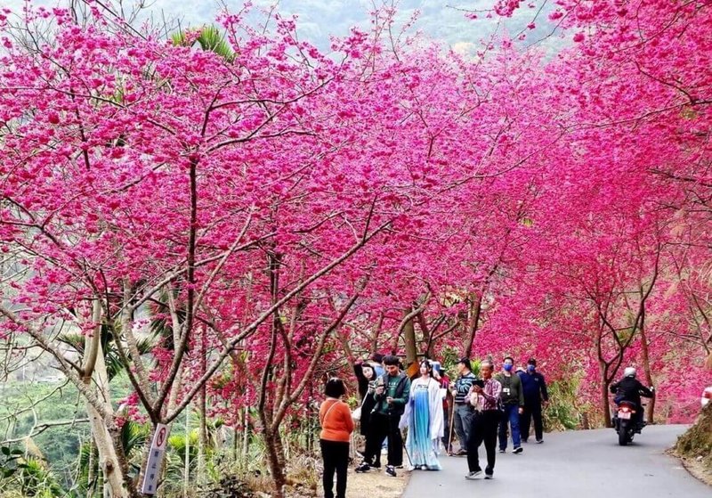 雲林縣草嶺青山坪咖啡農場櫻花盛開，吸引遊客前往賞櫻，紛紛拍照打卡。（雲林縣文觀處提供）中央社記者蔡智明傳真  112年2月11日