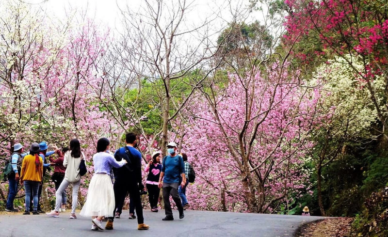 雲林草嶺櫻花盛開，沿途粉紅色、紅色、白色櫻花開滿枝頭，吸引民眾駐足觀賞。（雲林縣文觀處提供）中央社記者蔡智明傳真  112年2月11日