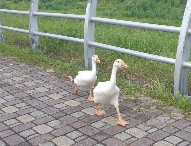 顏姓民眾指控簡姓飼主縱容養的鵝在路上遊蕩嚇人，警方依社維法移送；台東地院認為，一般人看見鵝群，往往因其不具恐怖樣貌、形象呆萌，不至於感到驚嚇，裁定不罰。此為示意圖。（民眾提供）中央社盧太城台東傳真 112年2月14日