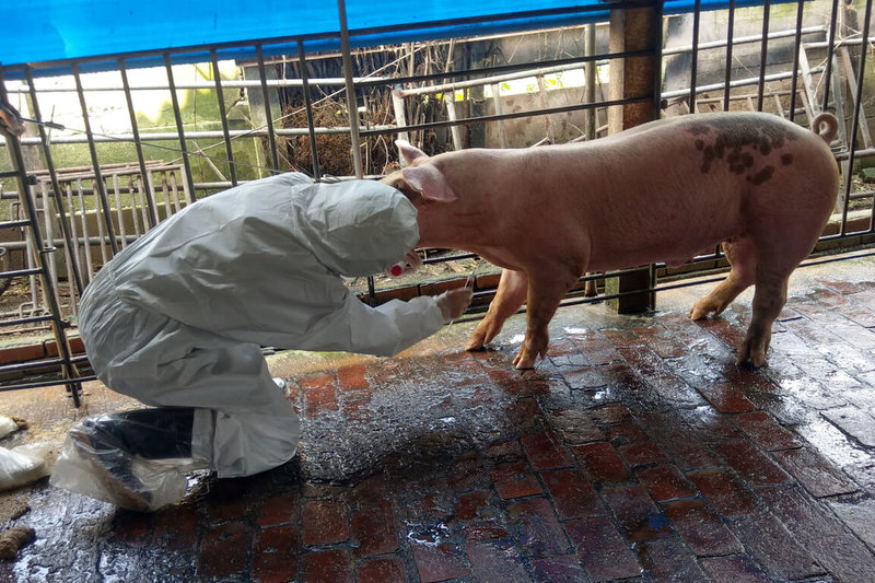 台南有3家種豬場接受輔導獲准外銷種豬至菲律賓，台南市動保處人員至養豬場採樣送檢，確認豬隻健康。（台南市農業局提供）中央社記者楊思瑞台南傳真  112年2月14日