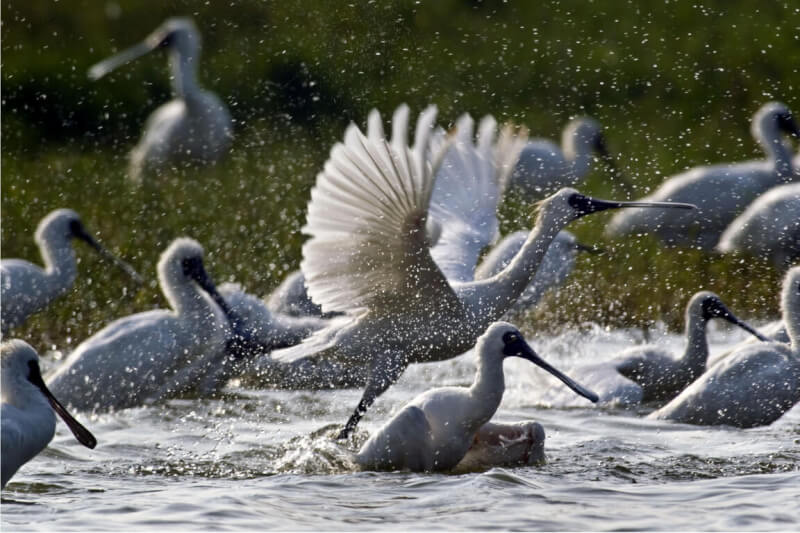 生態保育紀錄片「守護黑面琵鷺」關注黑面琵鷺處境，也反思棲地保護、人鳥和平共存等諸多議題。（采昌國際多媒體提供）中央社記者葉冠吟傳真 112年2月14日