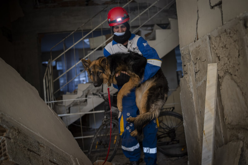 土耳其動物福利組織HAYTAP成員在土耳其地震發生6天後，救出1隻毛茸茸的德國牧羊犬。（美聯社）