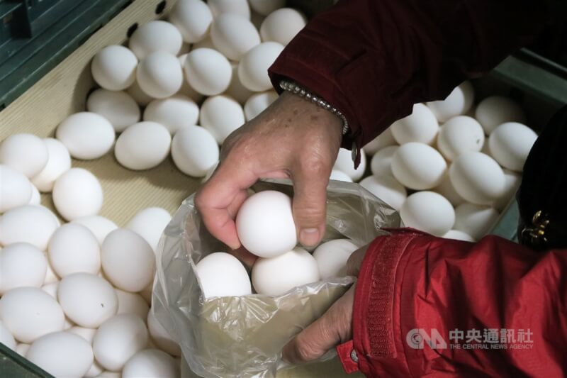 農委會15日表示，持續換羽及天氣冷使產蛋率下降，洗選蛋仍會鋪貨上市，不會像去年缺蛋。（中央社檔案照片）